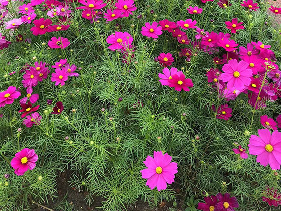 甘南花卉租摆|道路绿化设计